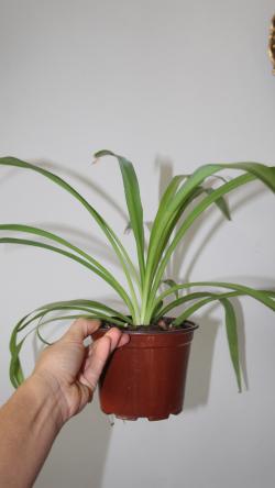 Sadnice - sobne biljke: Chlorophytum comosum - Zelena forma